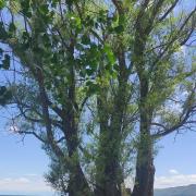 Փիրուզե լողափ