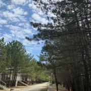 Կենարար Սոճի 