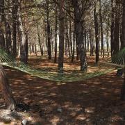 Կենարար Սոճի 