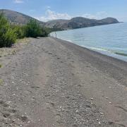 Կենարար Սոճի 