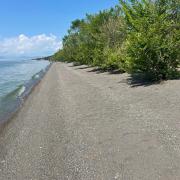 Կենարար Սոճի 