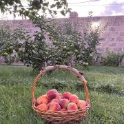 ՋերմՏուն